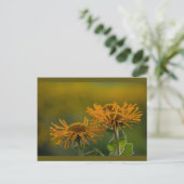 Oranje bloemkoppen Inula Orientalis CC0024 Briefkaart (Staand voorkant)