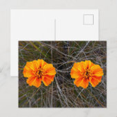 Oranje bloemkunst briefkaart (Voorkant / Achterkant)