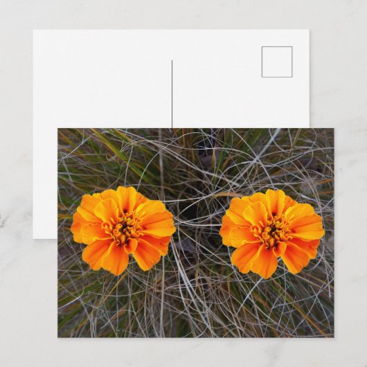 Oranje bloemkunst briefkaart (Voorkant / Achterkant)