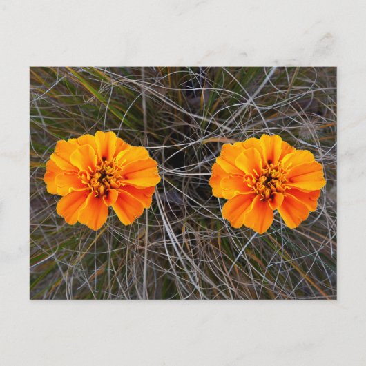Oranje bloemkunst briefkaart (Voorkant)