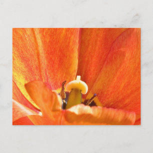 Oranje bloemmacro briefkaart