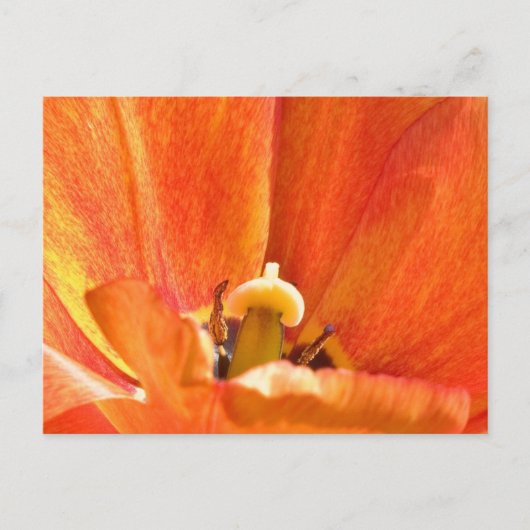 Oranje bloemmacro briefkaart (Voorkant)