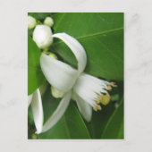 Oranje bloesem briefkaart (Voorkant)