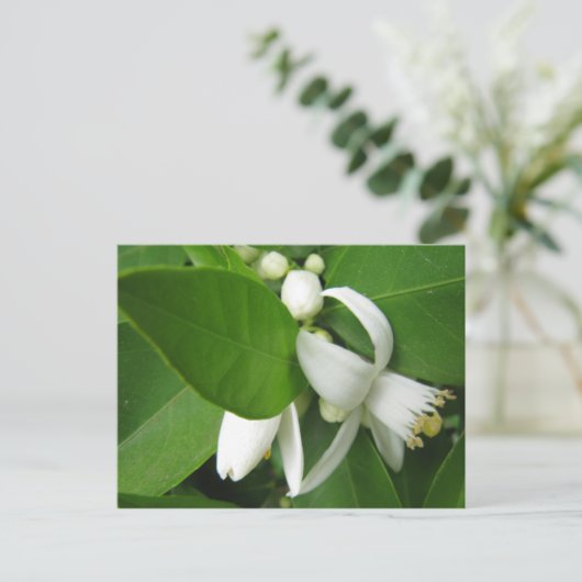 Oranje bloesem briefkaart (Staand voorkant)