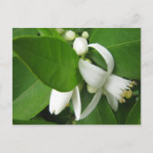 Oranje bloesem briefkaart (Voorkant)