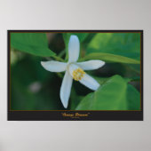 Oranje bloesem poster (Voorkant)