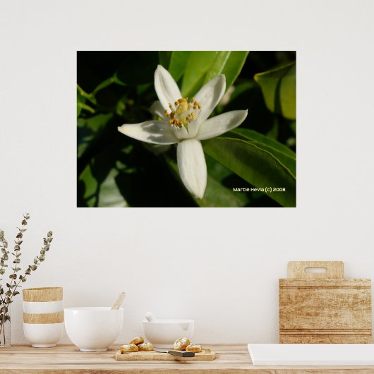 Oranje bloesem poster (Keuken)