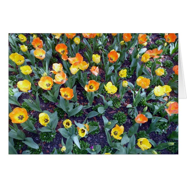 oranje bloeslip (Voorkant Horizontaal)