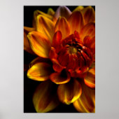 Oranje Bloom Poster (Voorkant)