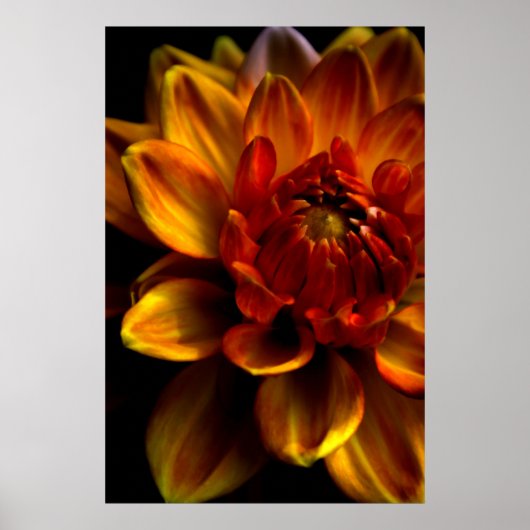 Oranje Bloom Poster (Voorkant)