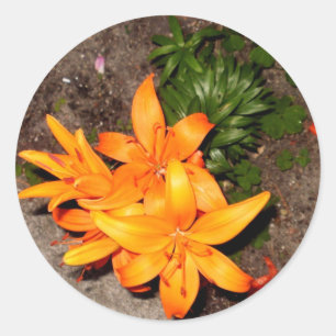 "ORANJE BLOSSOM HOUDEN COLLECTIE" RONDE STICKER