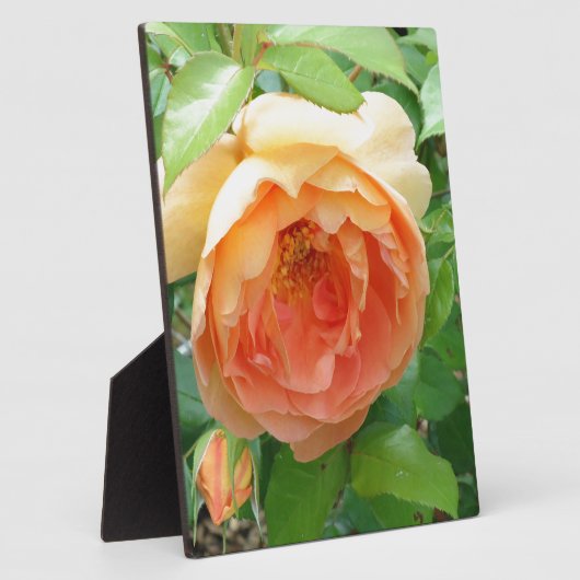 Oranje Blush Roos Fotoplaat (Zijkant)