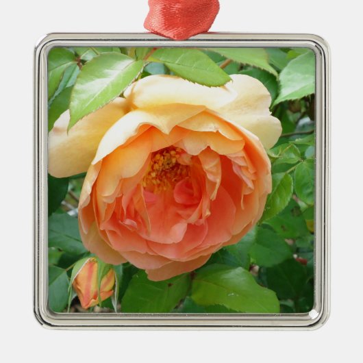 Oranje Blush Roos Metalen Ornament (Voorkant)