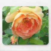 Oranje Blush Roos Muismat (Voorkant)