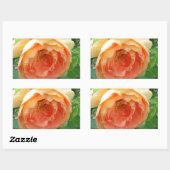Oranje Blush Roos Rechthoekige Sticker (Vel)