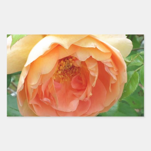 Oranje Blush Roos Rechthoekige Sticker (Voorkant)