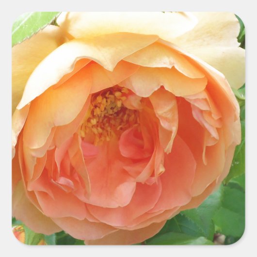 Oranje Blush Roos Vierkante Sticker (Voorkant)