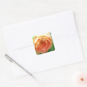 Oranje Blush Roos Vierkante Sticker (Envelop)