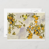 Oranje bomen, 1863 (m/c, pen en inkt boven grafiet briefkaart (Voorkant / Achterkant)