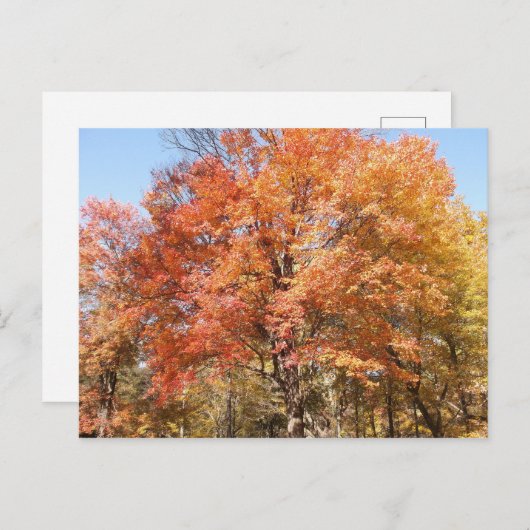 Oranje bomen briefkaart (Voorkant / Achterkant)