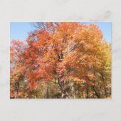 Oranje bomen briefkaart (Voorkant)