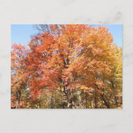 Oranje bomen briefkaart