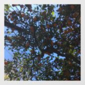 Oranje bomen in Buenos Aires arboles naranjos Raamsticker (Vel)