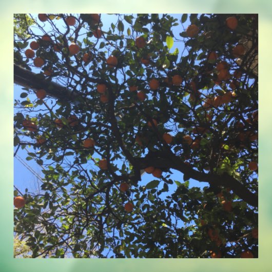 Oranje bomen in Buenos Aires arboles naranjos Raamsticker (Vel 3)