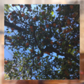 Oranje bomen in Buenos Aires arboles naranjos Raamsticker (Vel 2)