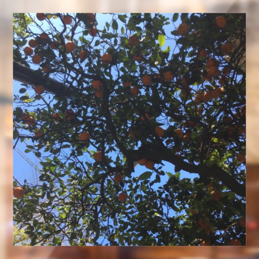 Oranje bomen in Buenos Aires arboles naranjos Raamsticker (Vel 2)