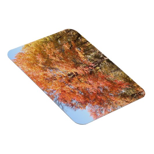 Oranje bomen magneet (Rechterzijde)