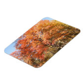 Oranje bomen magneet (Linkerzijde)