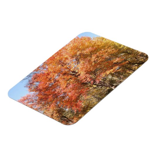 Oranje bomen magneet (Linkerzijde)