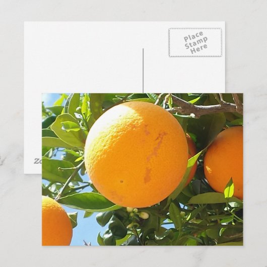 Oranje bomen - Spanje, Briefkaart (Voorkant / Achterkant)
