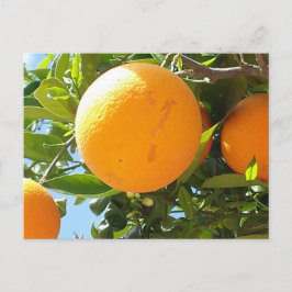Oranje bomen - Spanje, Briefkaart