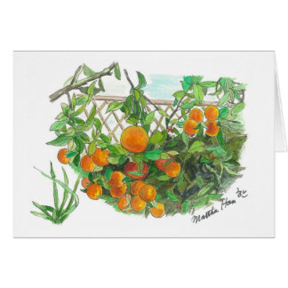 Oranje boom