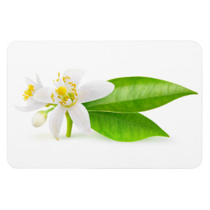 Oranje boombloemen magneet