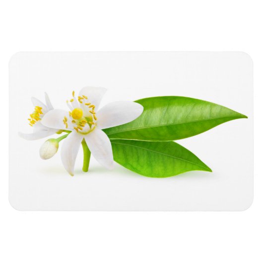 Oranje boombloemen magneet (Horizontaal)