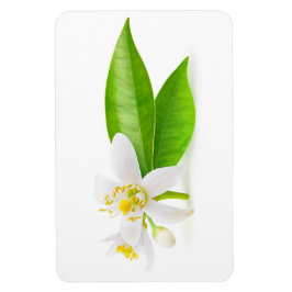 Oranje boombloemen magneet