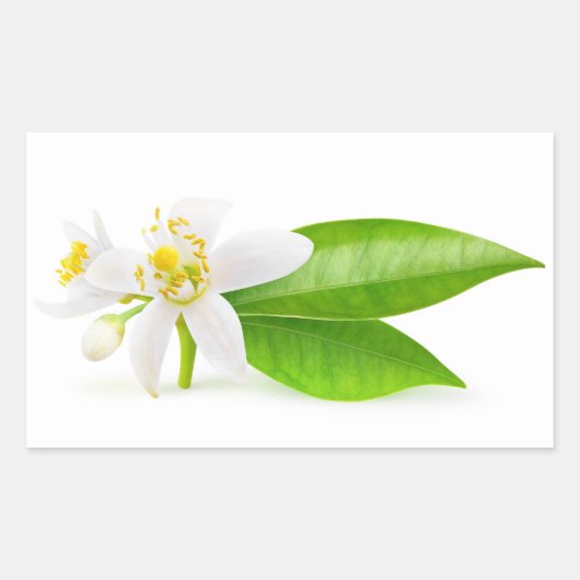 Oranje boombloemen rechthoekige sticker (Voorkant)