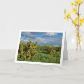 Oranje boomgaard, Valencia, Spanje Kaart (Gele Bloem)