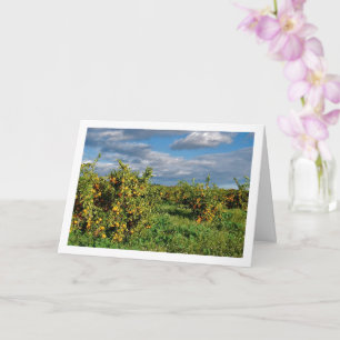 Oranje boomgaard, Valencia, Spanje Kaart