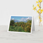 Oranje boomgaard, Valencia, Spanje Kaart (Gele Bloem)