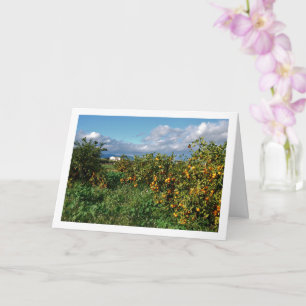 Oranje boomgaard, Valencia, Spanje Kaart