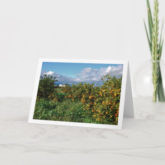 Oranje boomgaard, Valencia, Spanje Kaart (Voorkant)