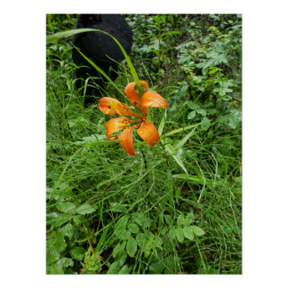 Oranje bossen perfect poster