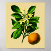  Oranje botanische afdrukken Poster (Voorkant)