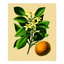 Oranje botanische afdrukken