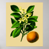  Oranje botanische afdrukken Poster (Voorkant)