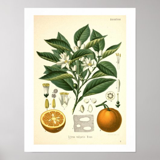 Oranje botanische print (Voorkant)